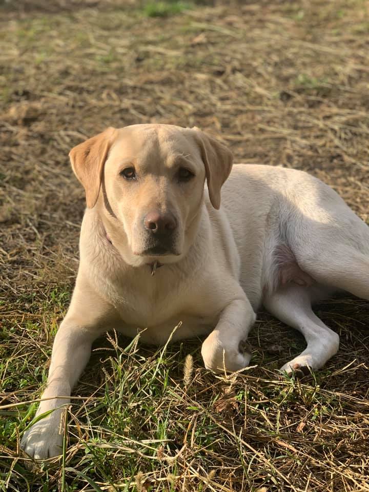 Zen Labrador Labrador – ANIMAL PARADISE – Allevamento di cani riconosciuto ENCI–FCI ...